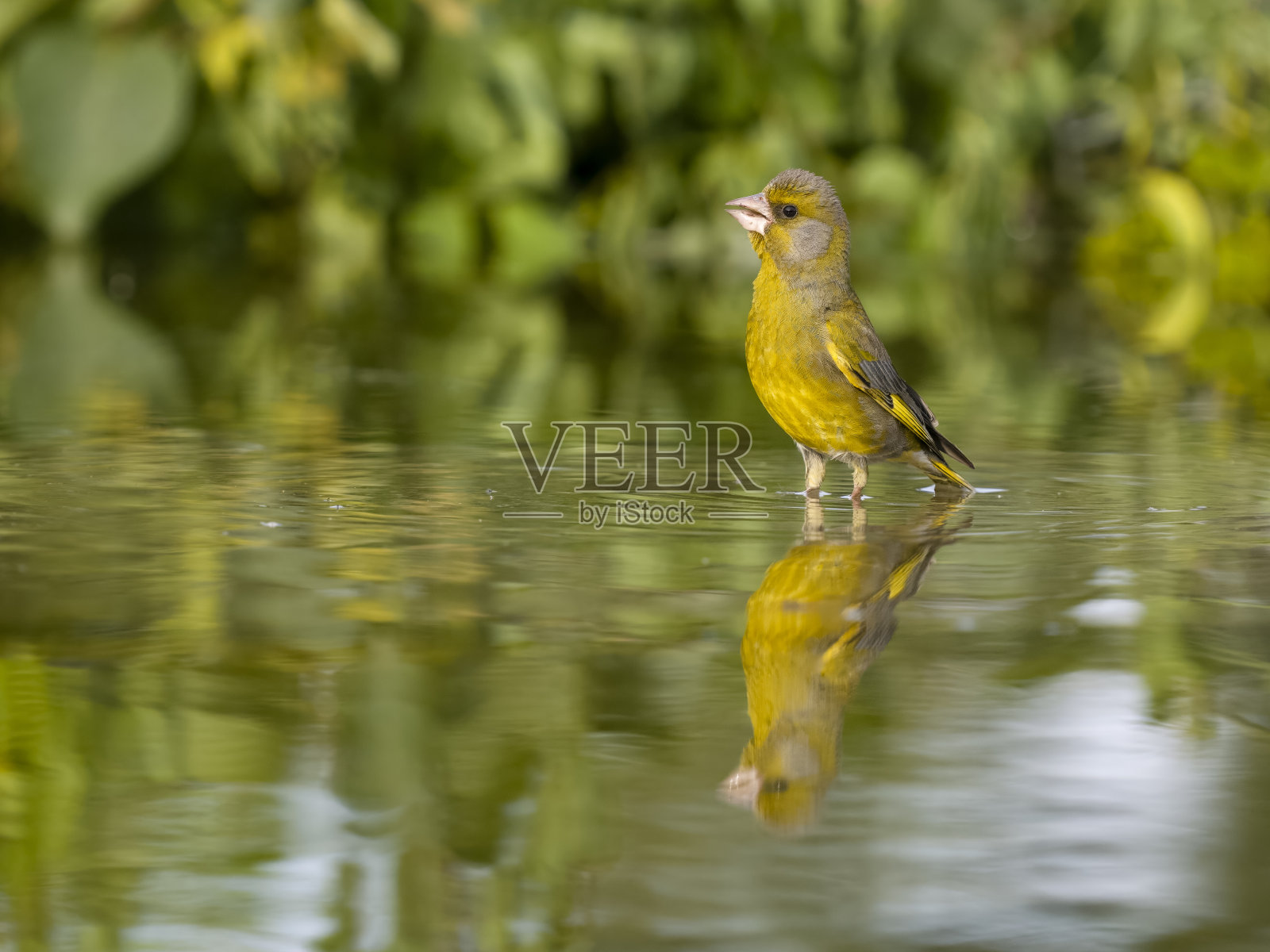 绿尾草,绿尾草照片摄影图片