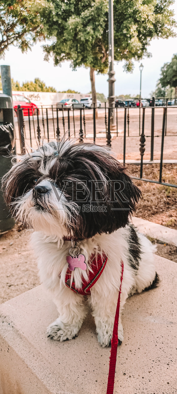 萝拉在街上照片摄影图片