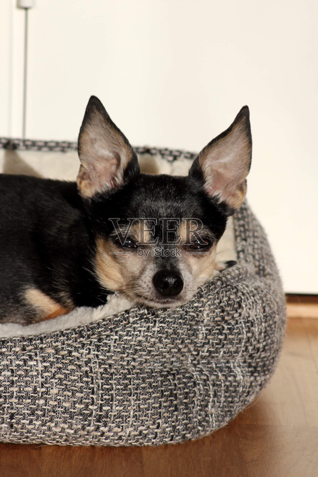 咖啡,吉娃娃照片摄影图片