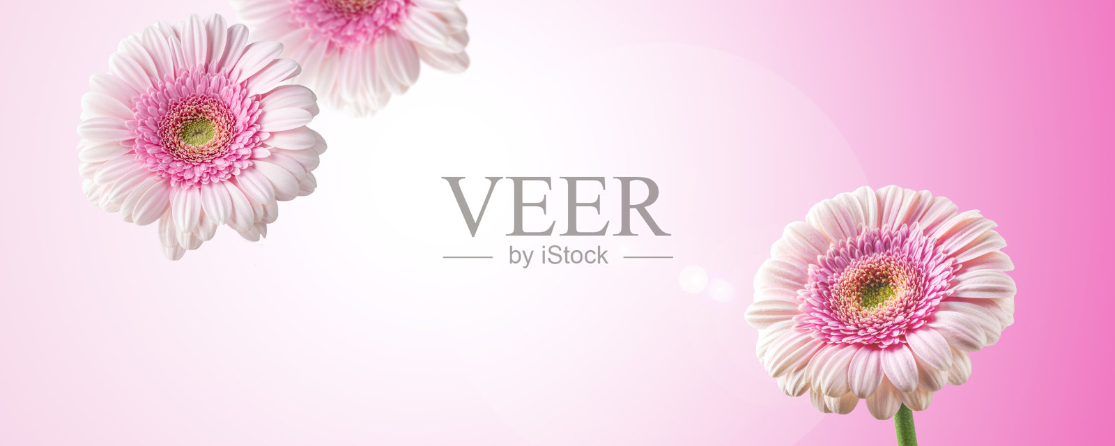 非洲菊花的特写照片摄影图片