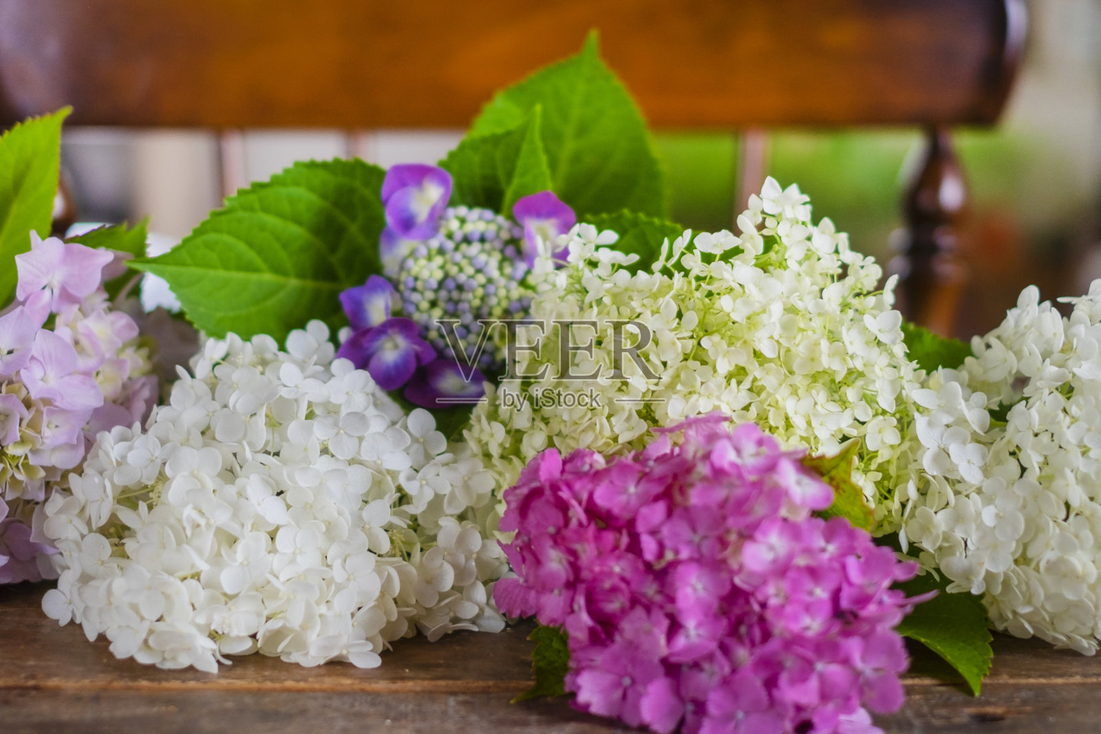 桌上有日本绣球花。照片摄影图片