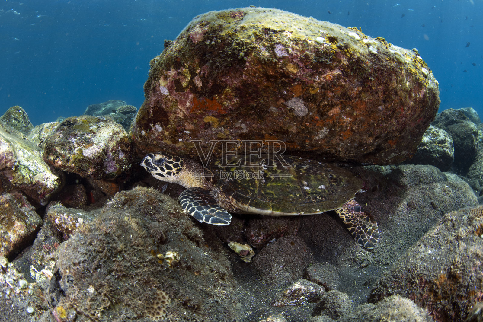 海龟照片摄影图片