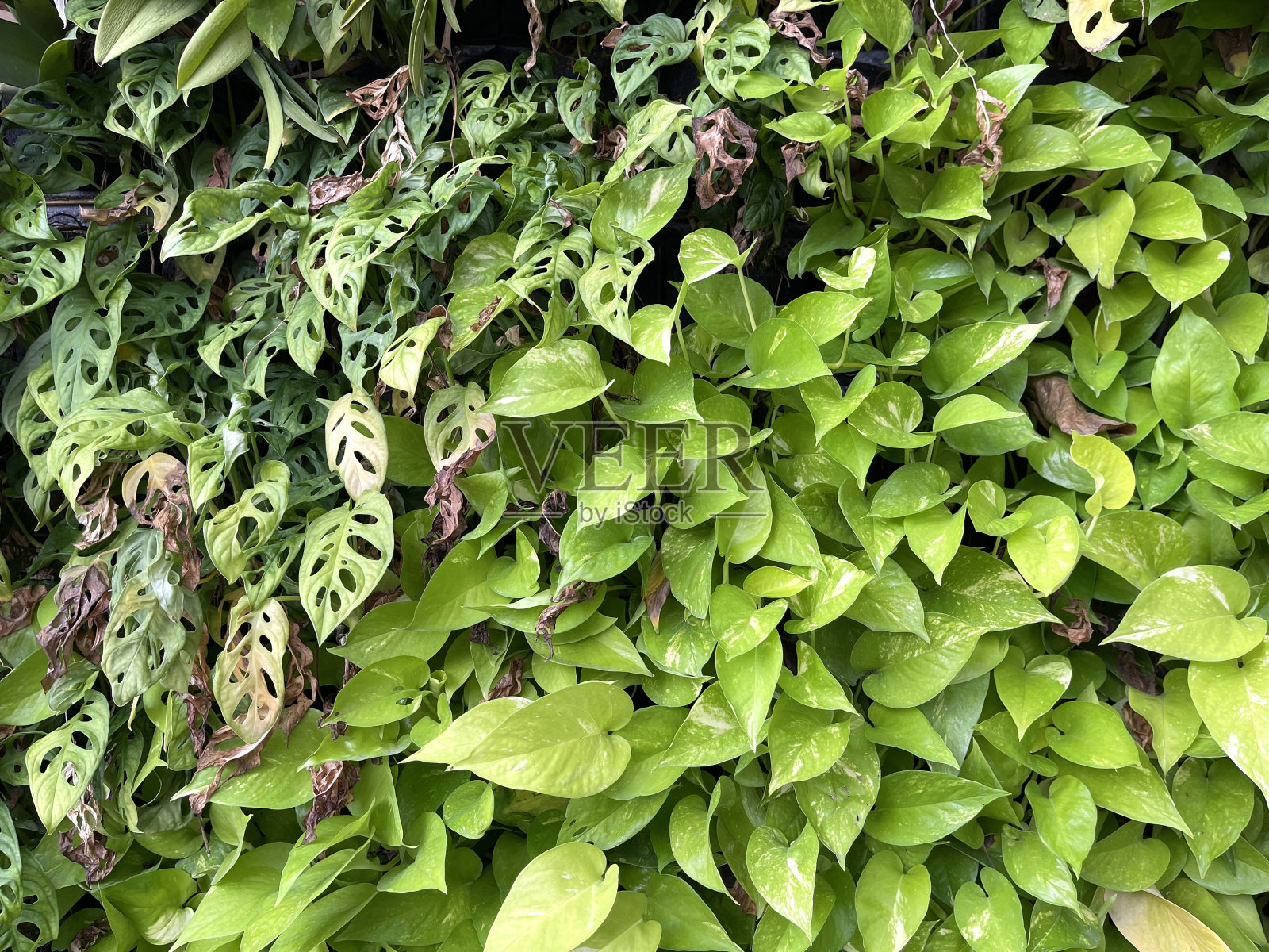 花园里生长的观赏植物照片摄影图片