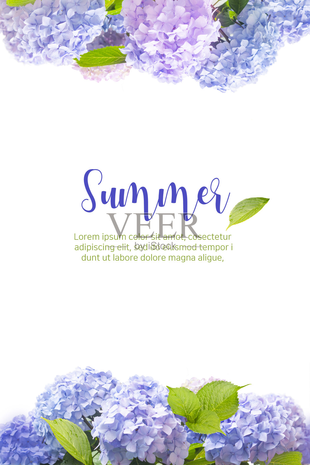 绣球花模板。模型照片摄影图片