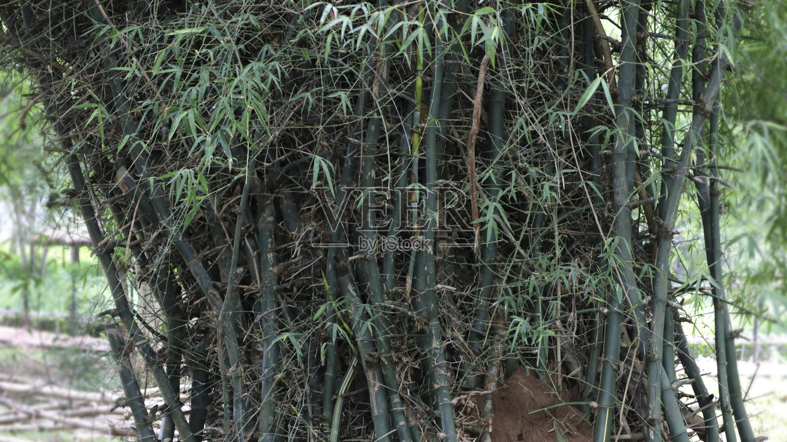 竹子和它的树干,看起来像绿色的马赛克照片摄影图片