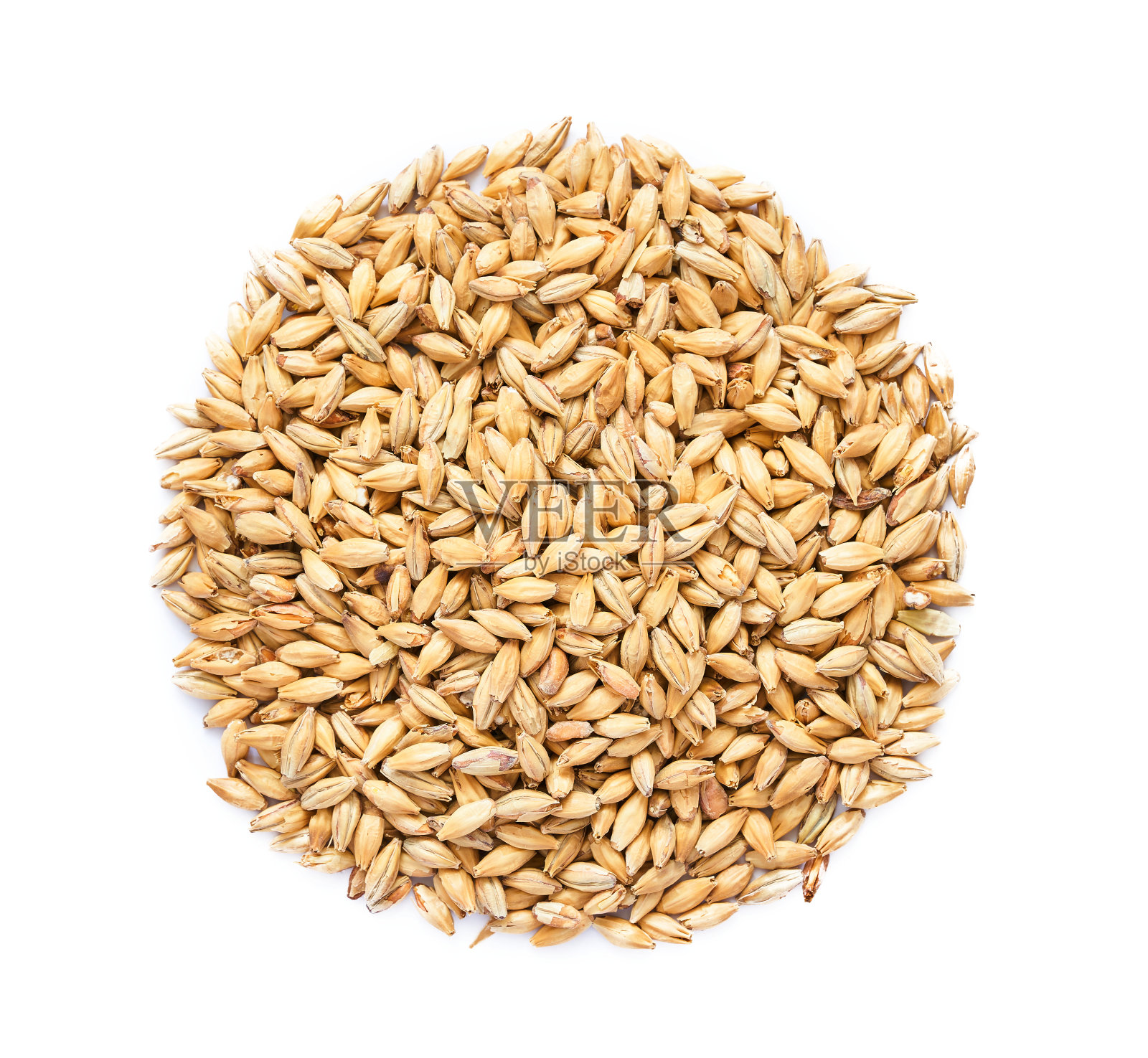 俯视图头顶平放麦芽大麦谷物啤酒整个孤立在白色背景。麦粒啤酒整桩分离。堆麦芽大麦谷物啤酒全分离照片摄影图片