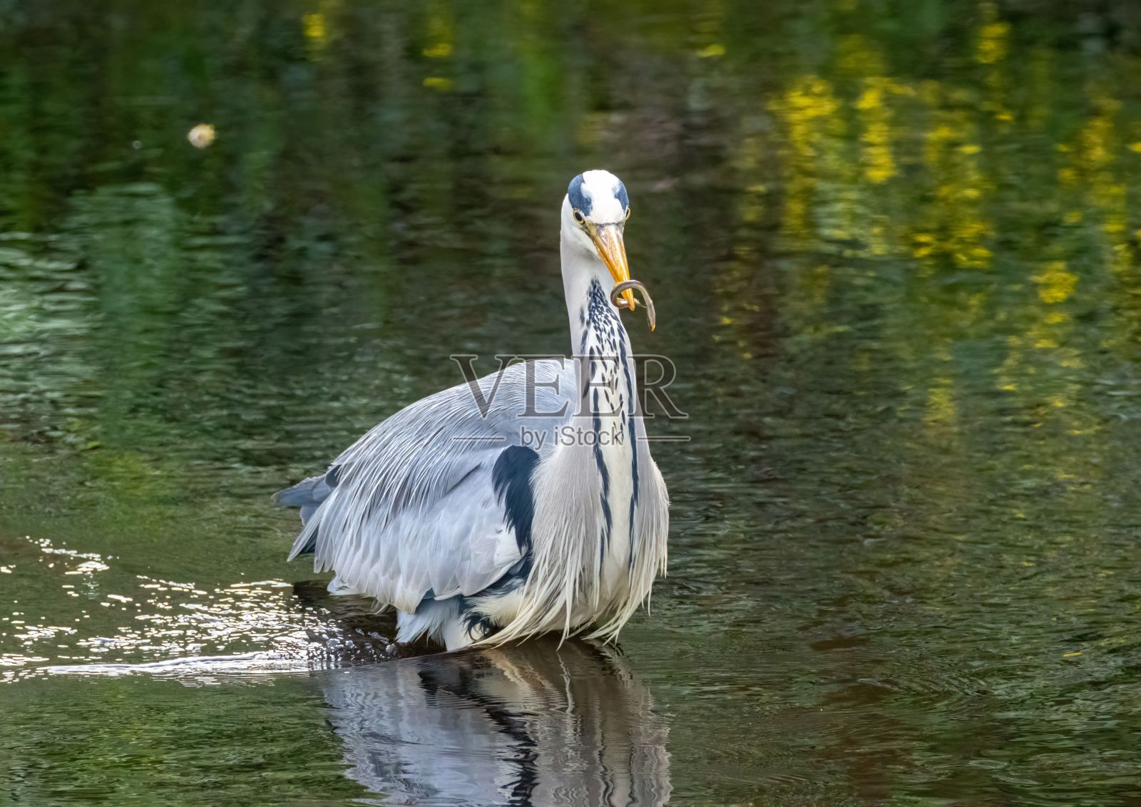 一只巨大的灰色苍鹭栖息在宁静湖岸的岩石上照片摄影图片