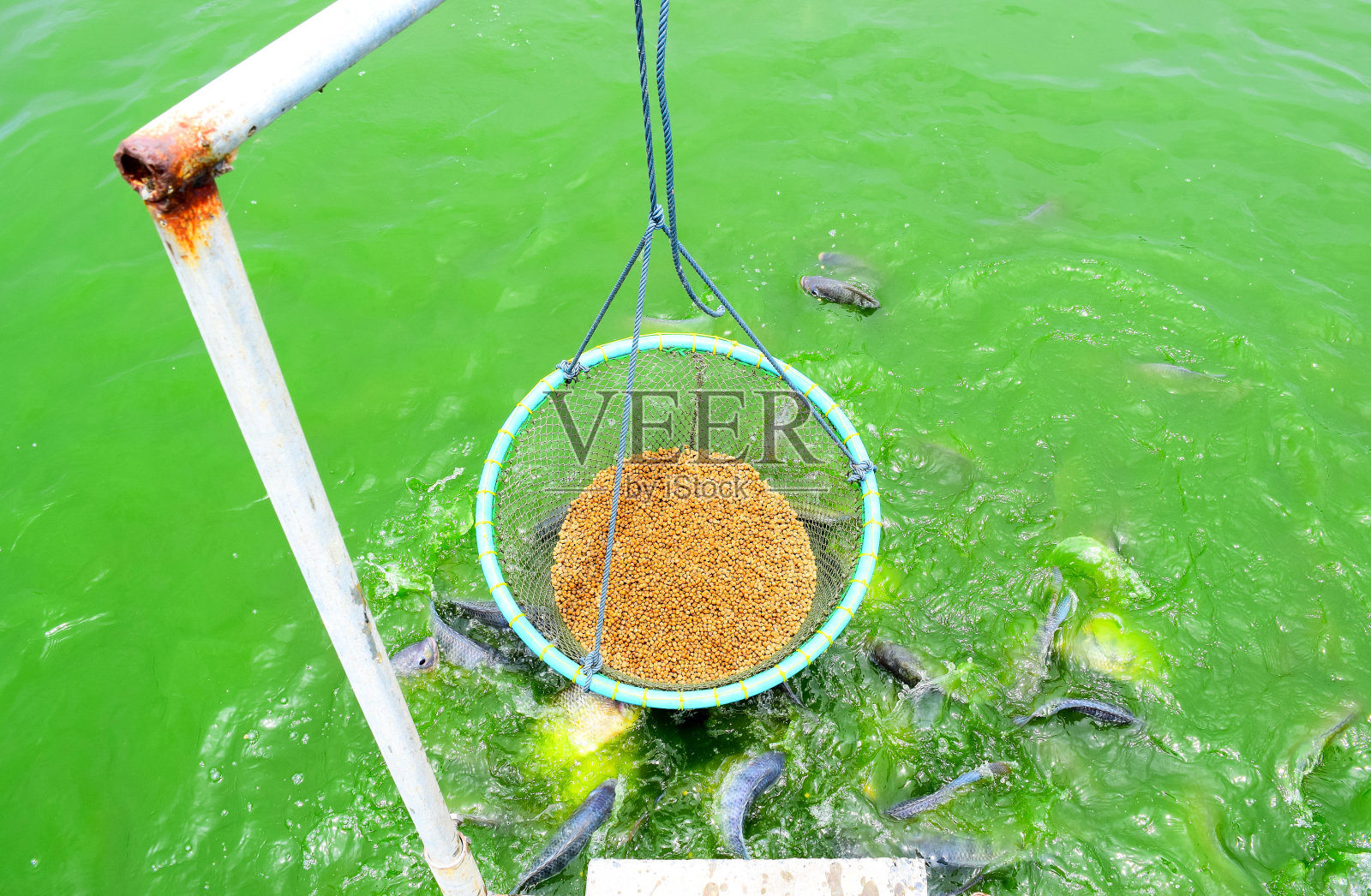 鱼式给料机照片摄影图片