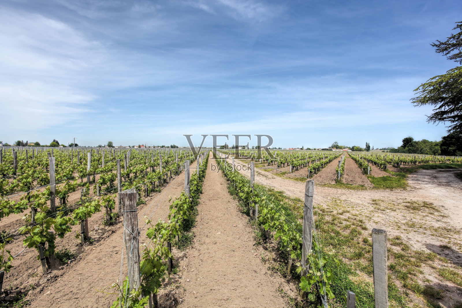 法国波尔多地区的波美罗尔圣埃米利永葡萄园景观照片摄影图片