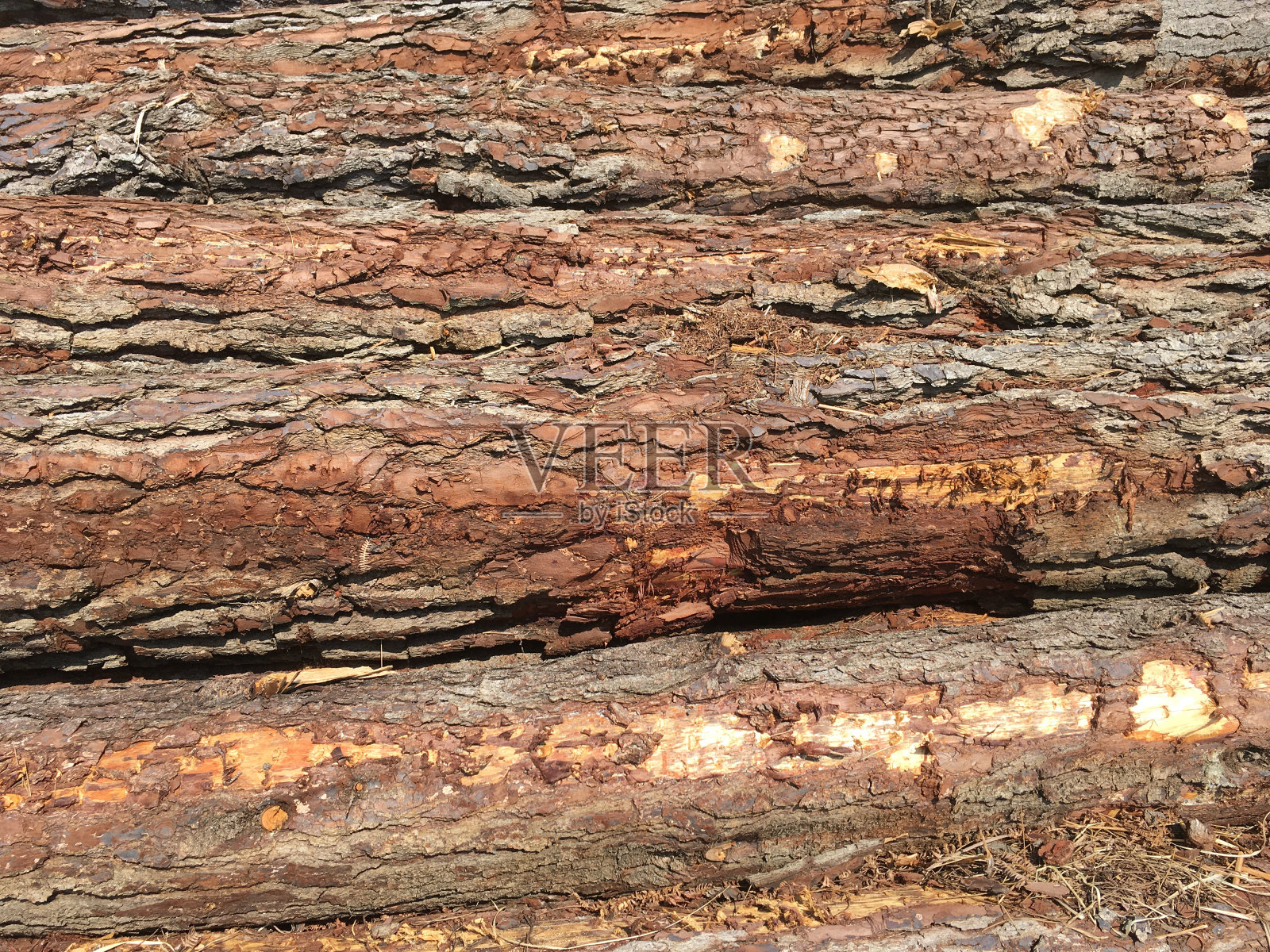 树皮质地照片摄影图片