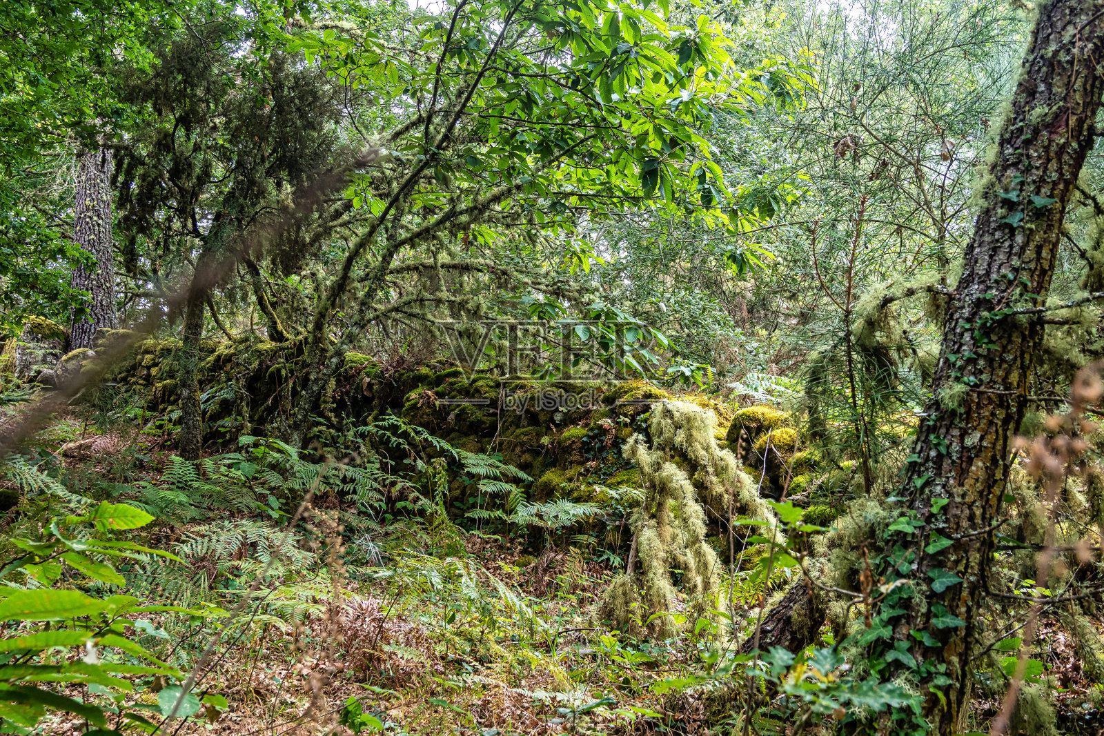 徒步穿越位于欧洲西班牙加利西亚的帕拉达德西尔峡谷照片摄影图片