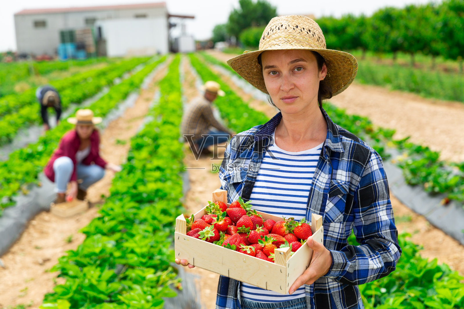 勤劳的女农民在种植园工作,手里拿着一箱草莓照片摄影图片