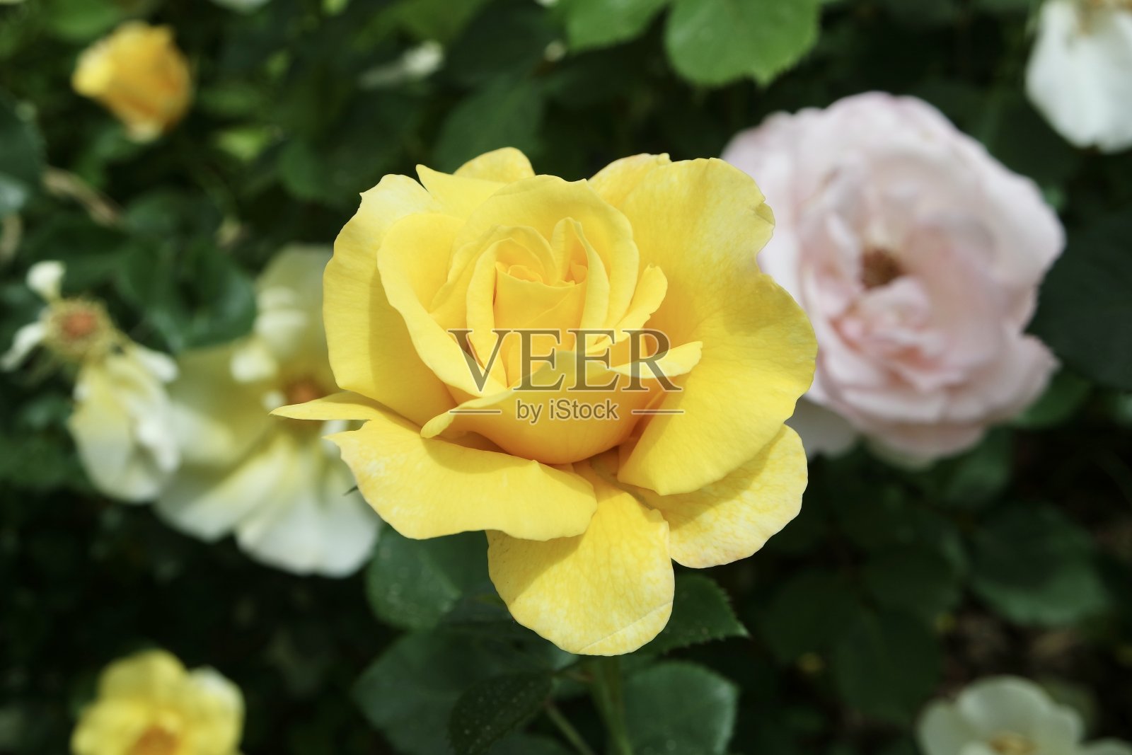 美丽盛开的黄玫瑰花在花园的背景照片摄影图片