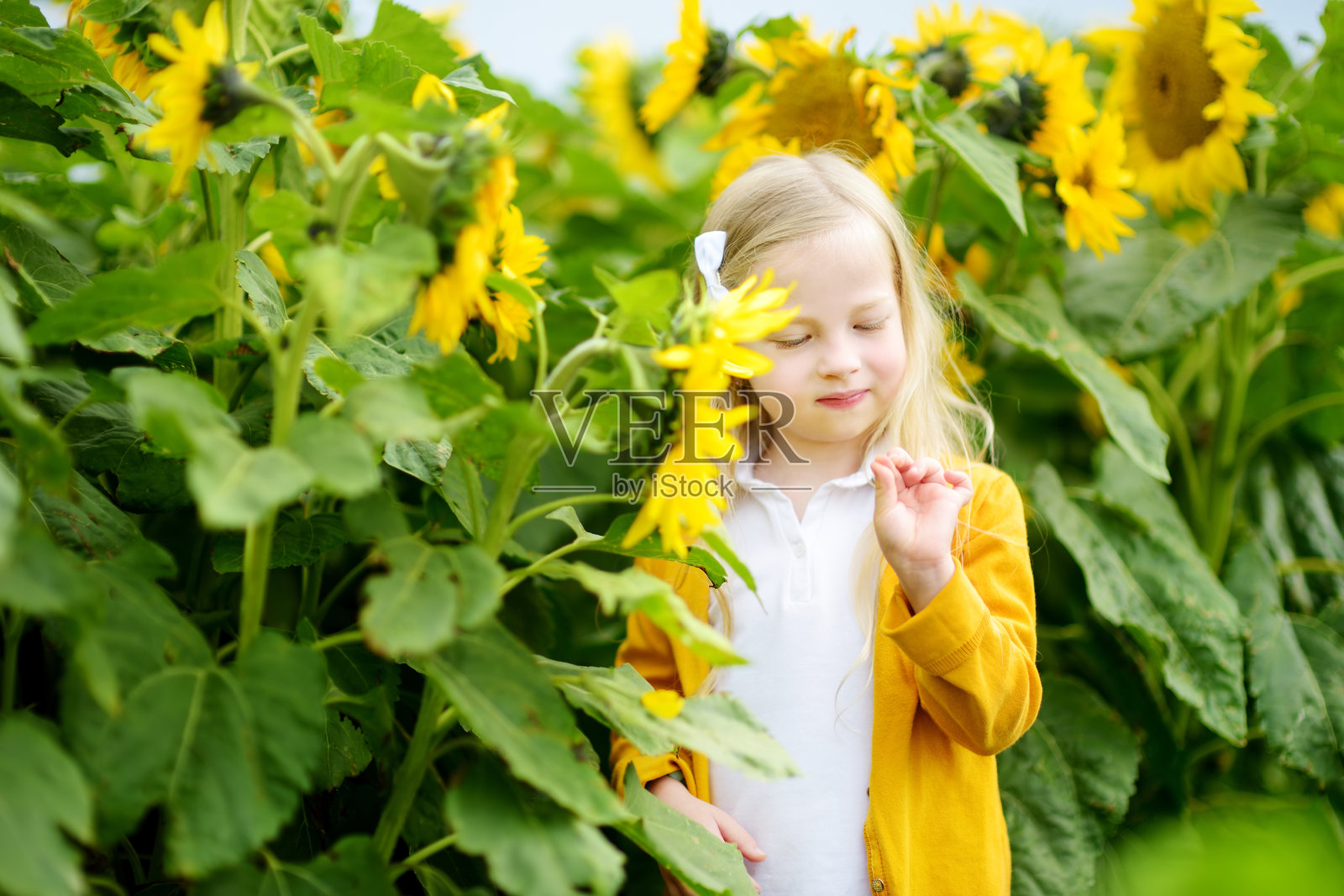 美丽的夏日,可爱的女孩在盛开的向日葵地里玩耍。照片摄影图片