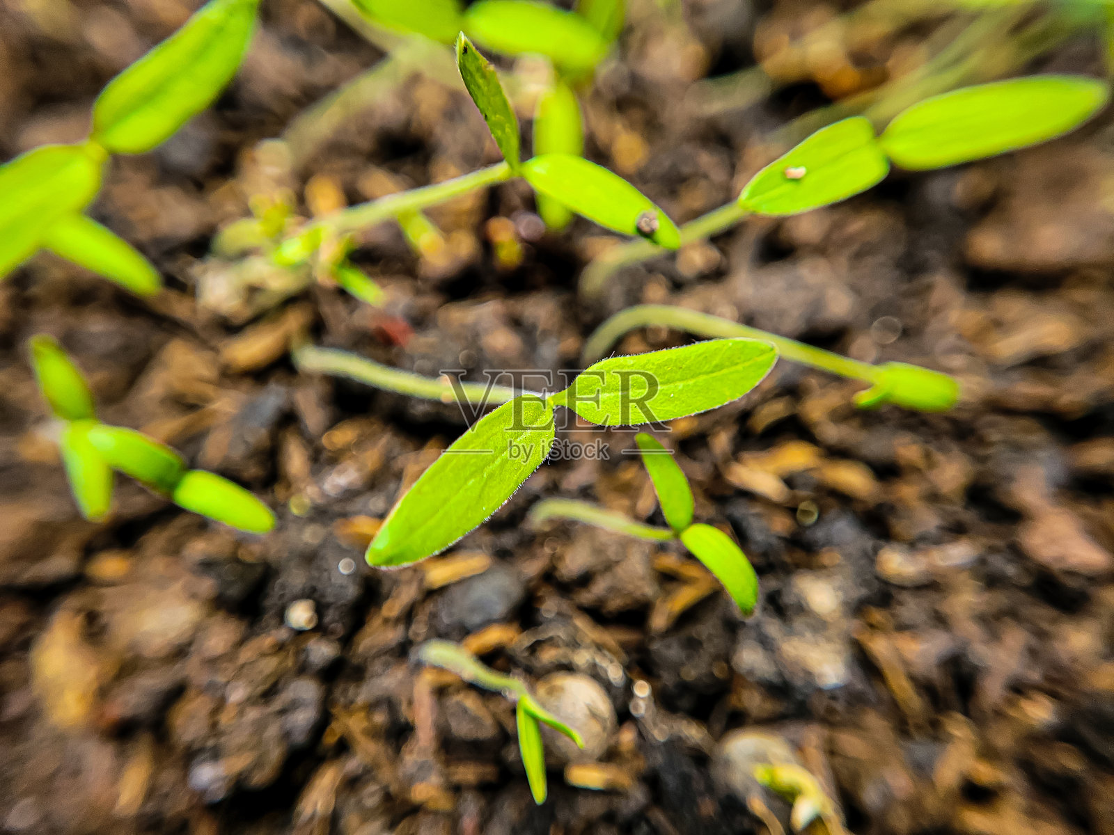 树芽照片摄影图片