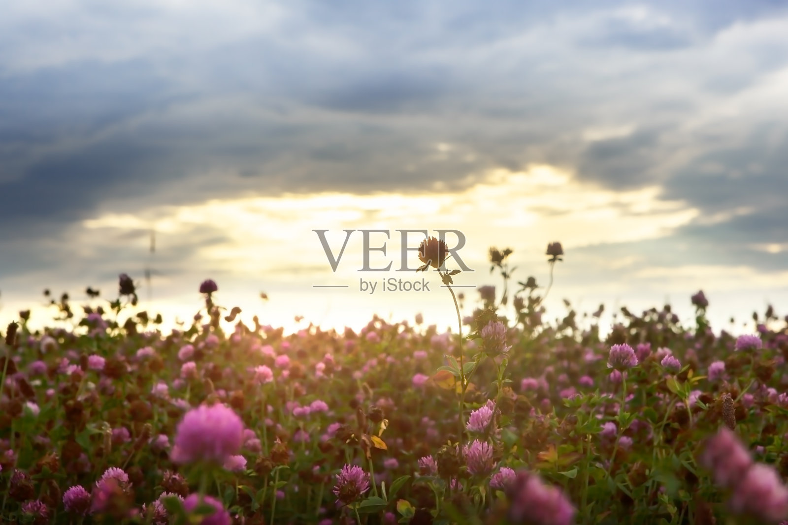 夏日的风景中,田野里盛开着粉红色的三叶草,在自然柔和的夕阳下。照片摄影图片