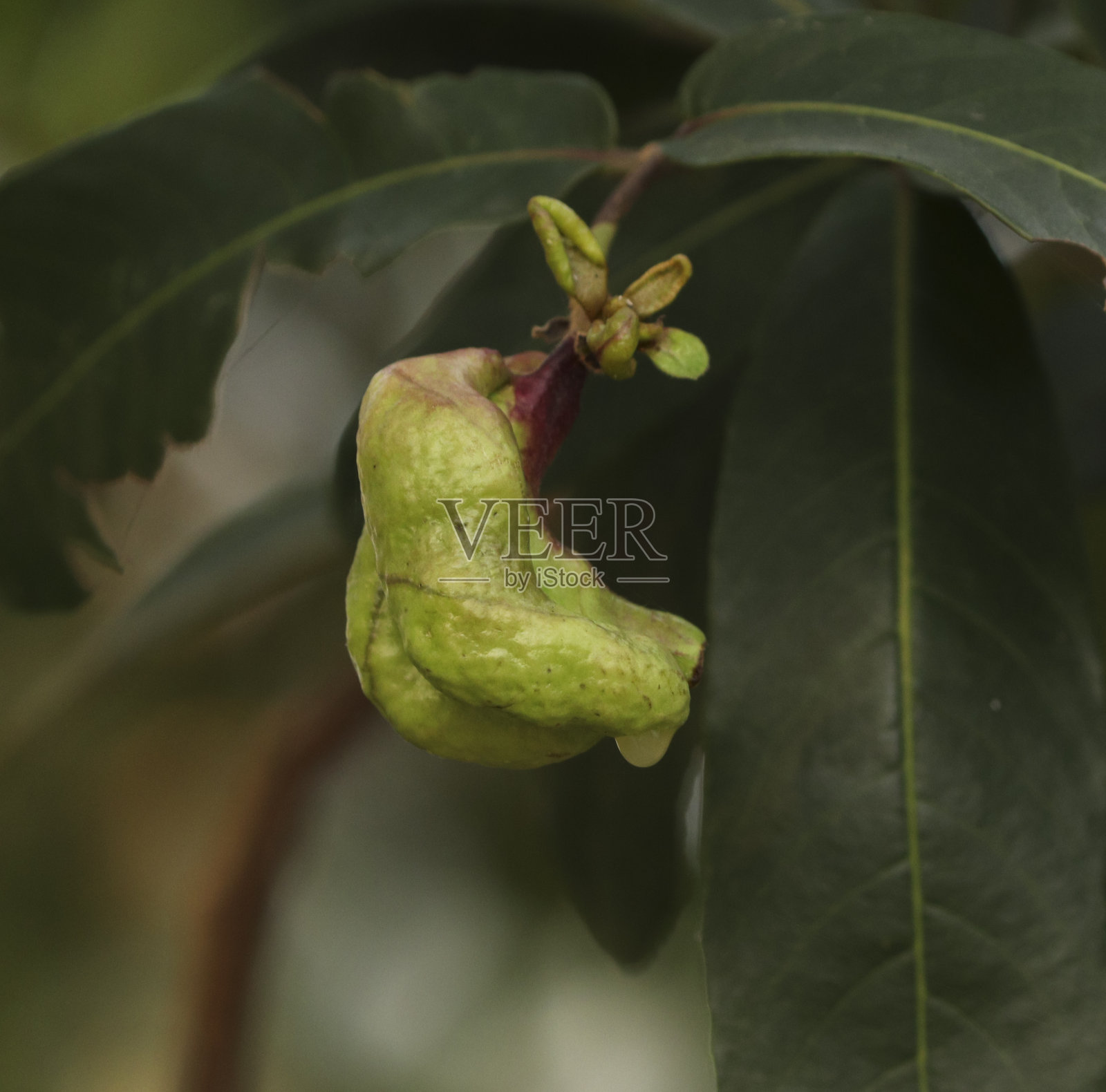 一张挂在树上的绿芽的照片。照片摄影图片