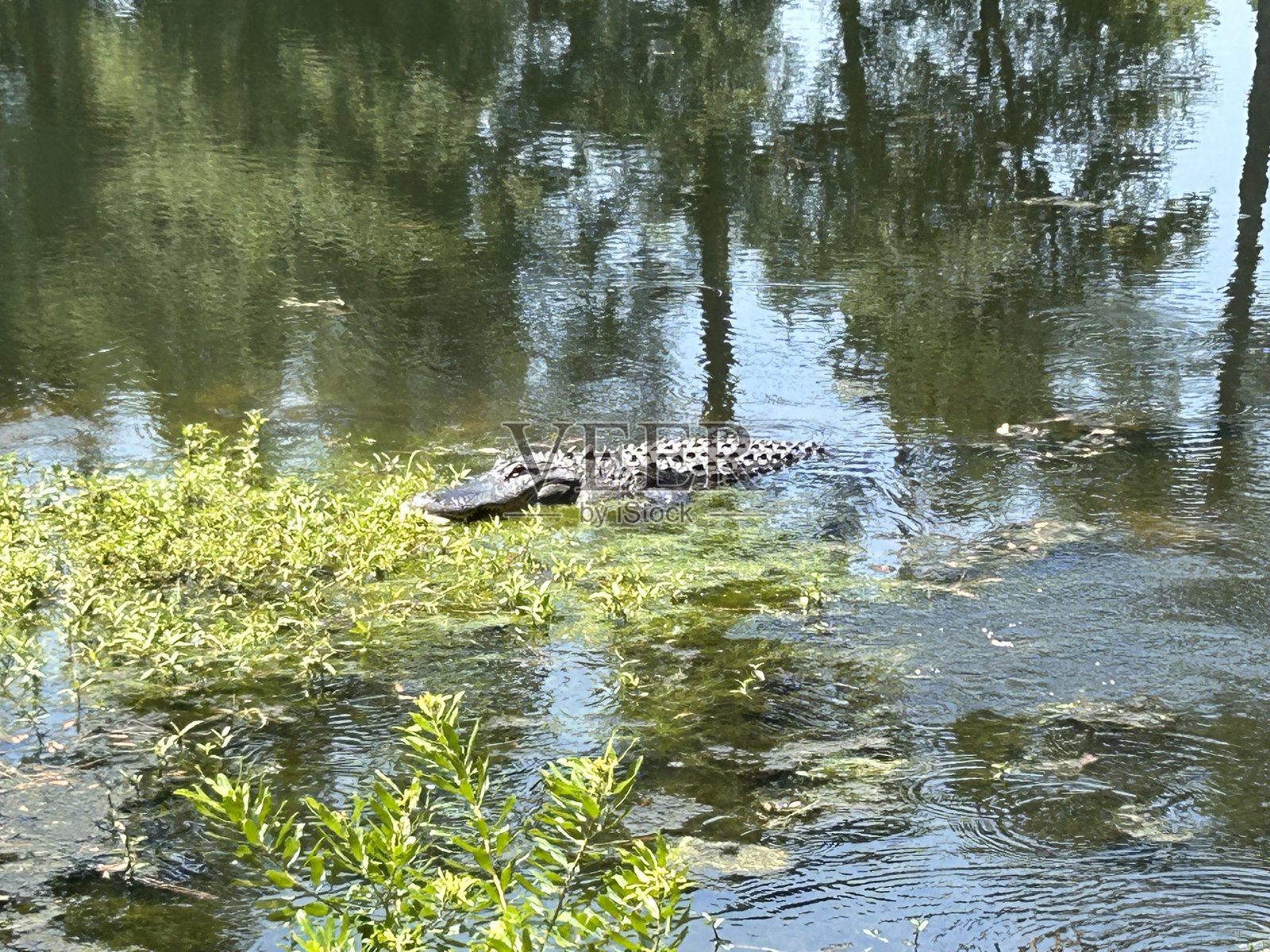鳄鱼照片摄影图片