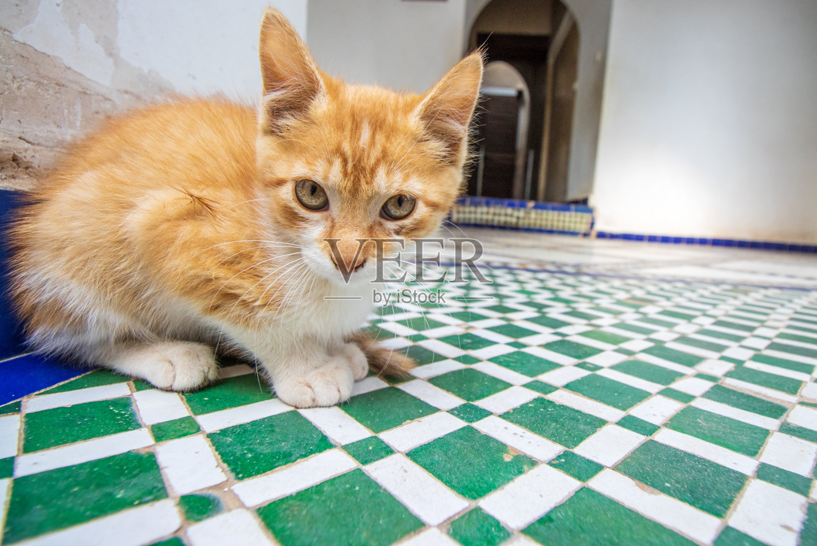 在摩洛哥马拉喀什麦地那地区的瓷砖地板上,混血短毛小猫照片摄影图片
