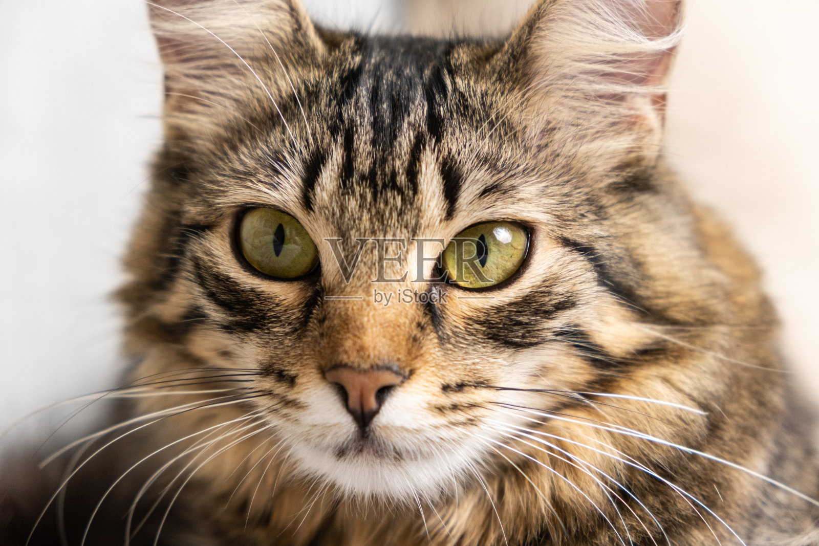 这是一只毛茸茸的小虎斑猫,黄绿色的眼睛看着镜头,一只猫的凝视。照片摄影图片