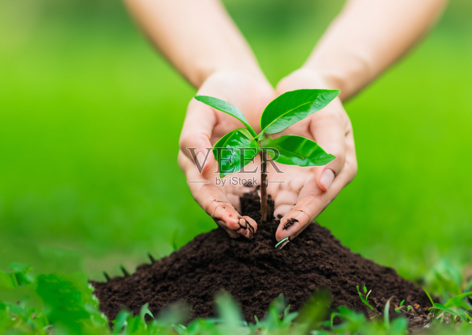 一名妇女在草地中央的土地上种植植物照片摄影图片
