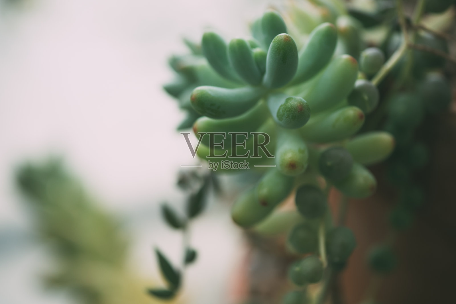 肉质植物照片摄影图片