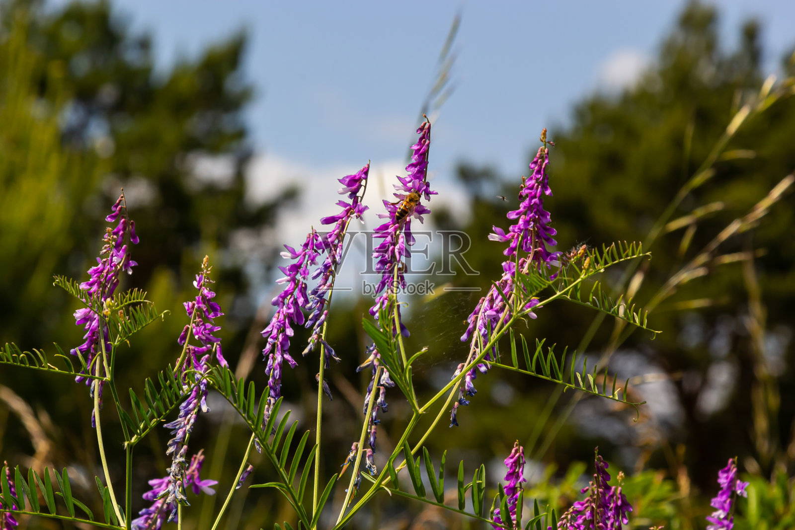 紫薇、紫薇是珍贵的蜂蜜植物、饲料和药用植物。脆弱的紫色花朵背景。春花紫菀或草叶紫菀在春天的花园里开花照片摄影图片