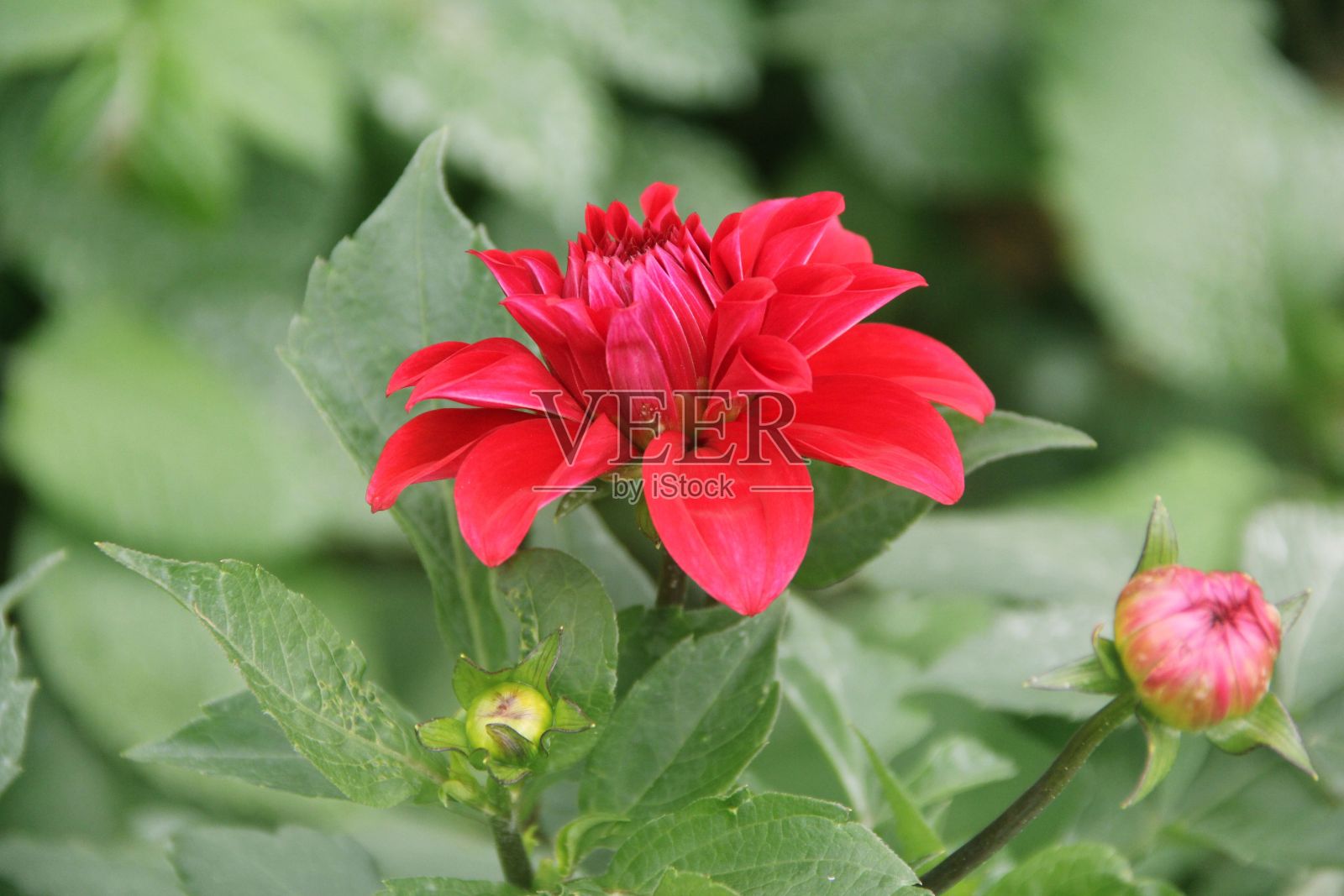 路易斯安那州达里诺瓦的特写,鲜红色的大丽花照片摄影图片