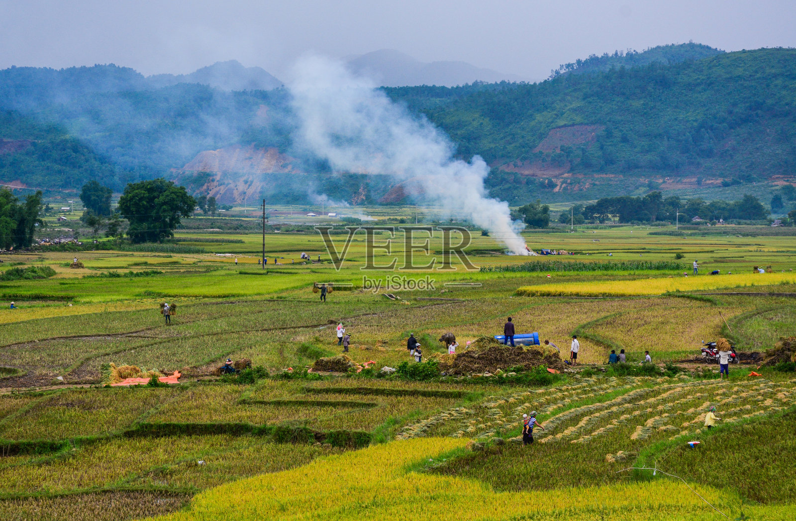夏天的稻田照片摄影图片