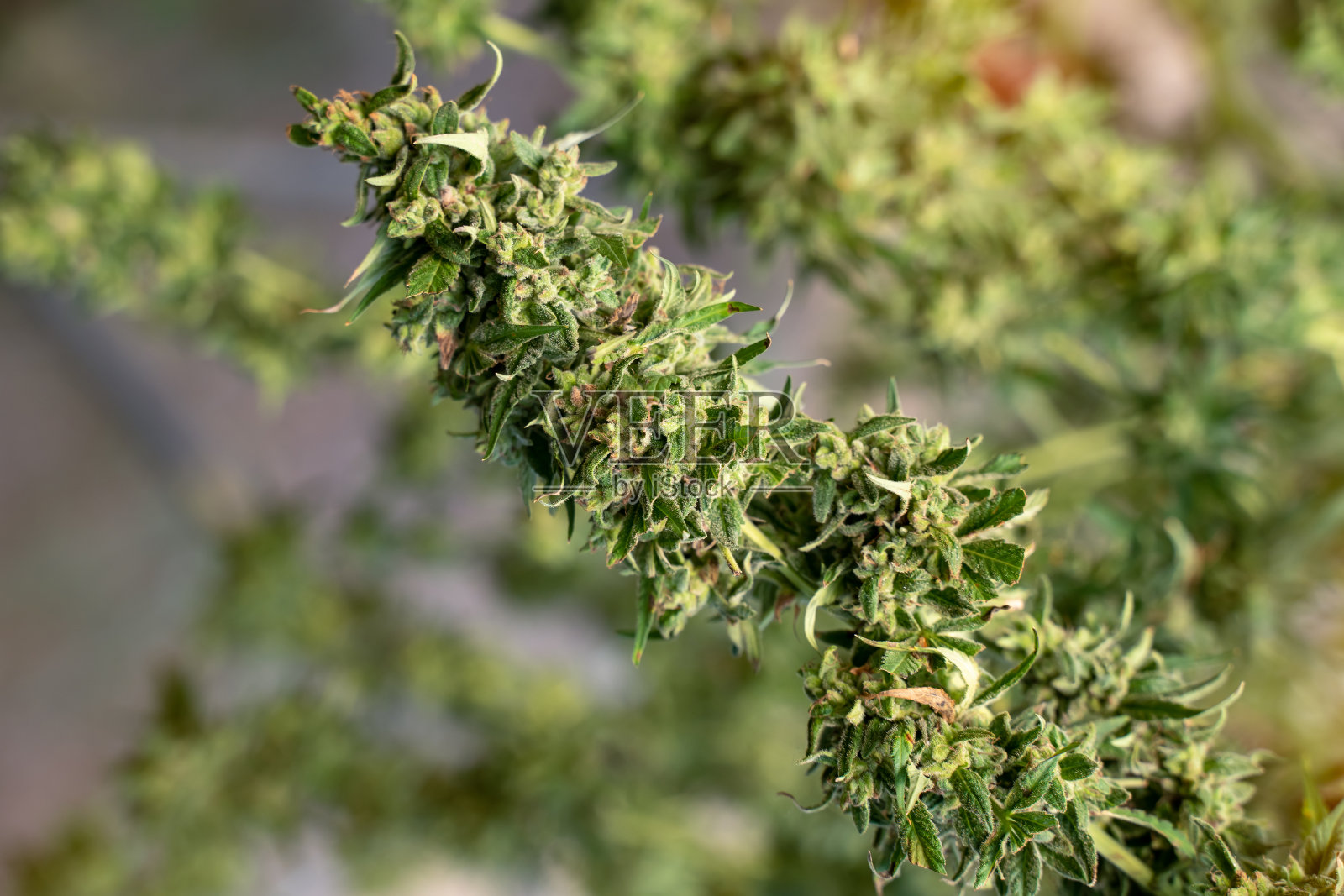 温室里大麻的特写照片摄影图片