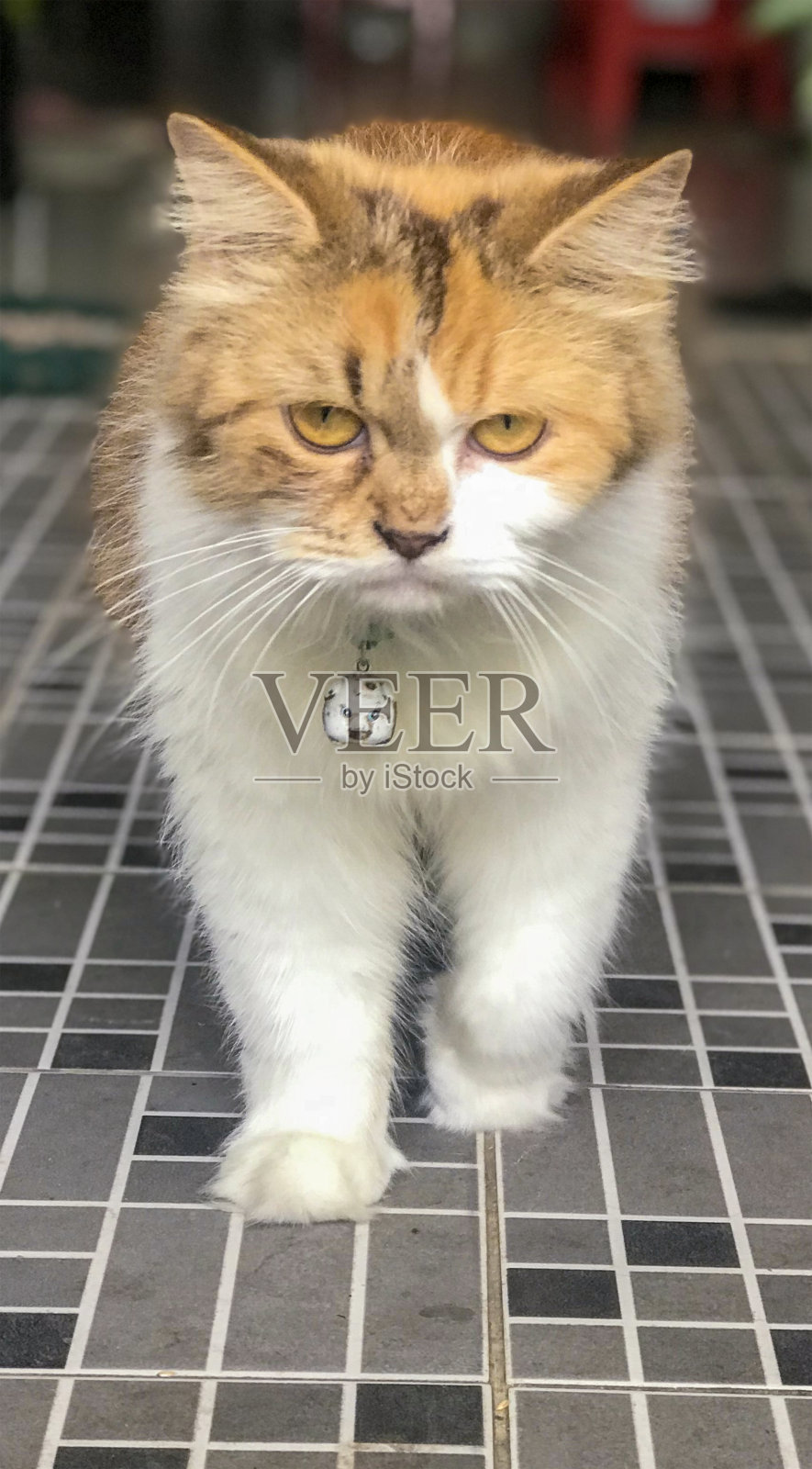 一只可爱的胖乎乎的懒猫照片摄影图片