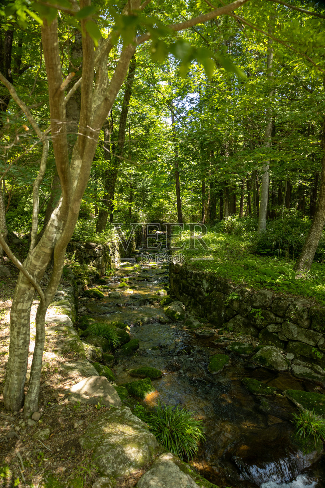 森林中的Seonamsa佛寺,顺天,韩国照片摄影图片