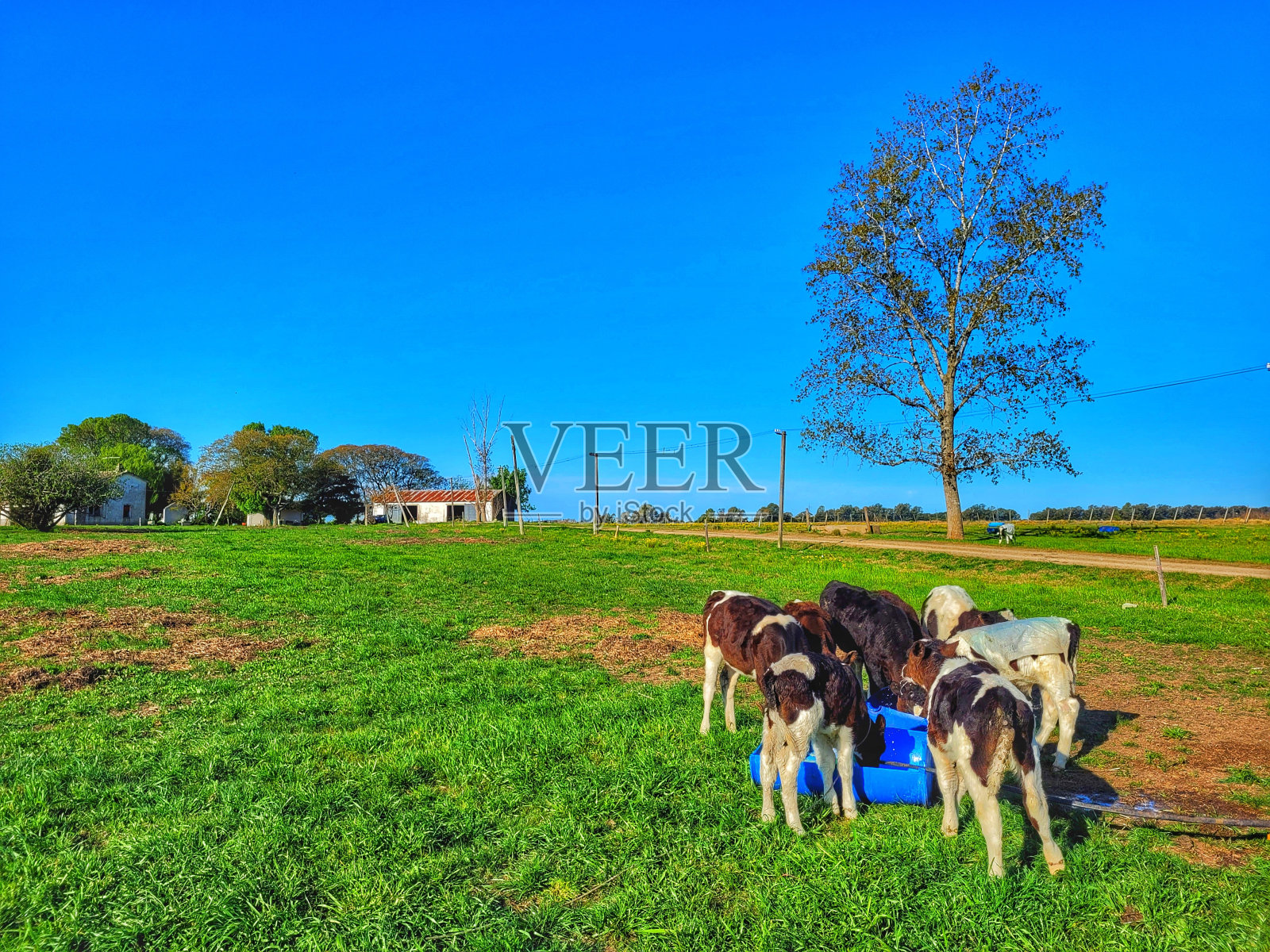 阳光明媚的一天,在乌拉圭乡下的一个小家庭农场里,可爱的小牛正在吃东西照片摄影图片