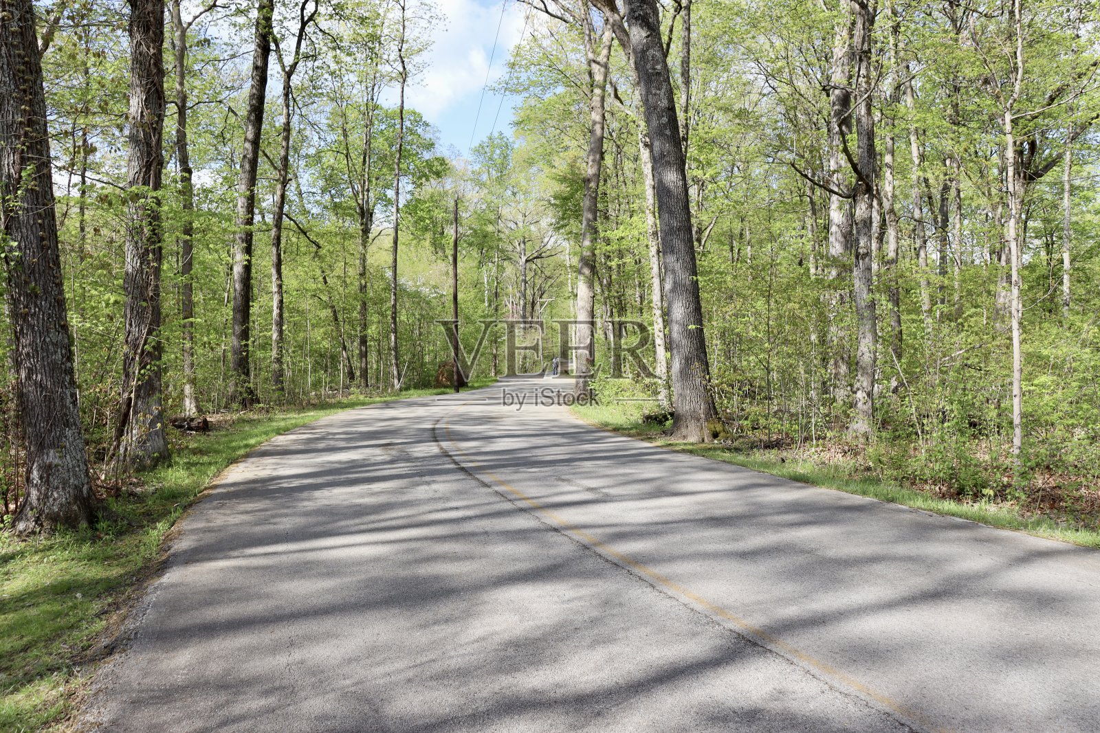 林中之路照片摄影图片