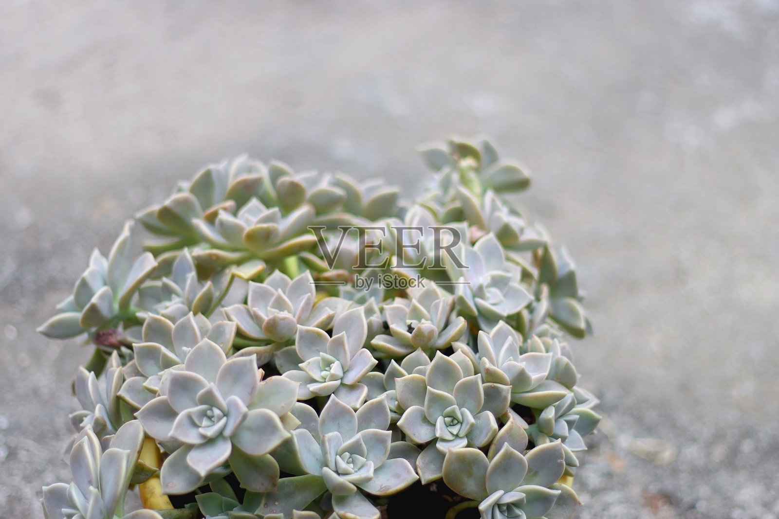 鬼的植物照片摄影图片