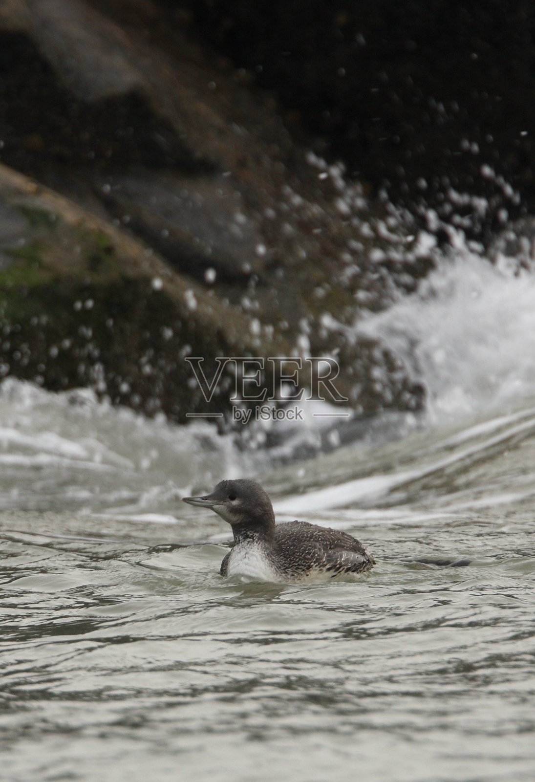 红喉潜水者(星形盖维亚)照片摄影图片