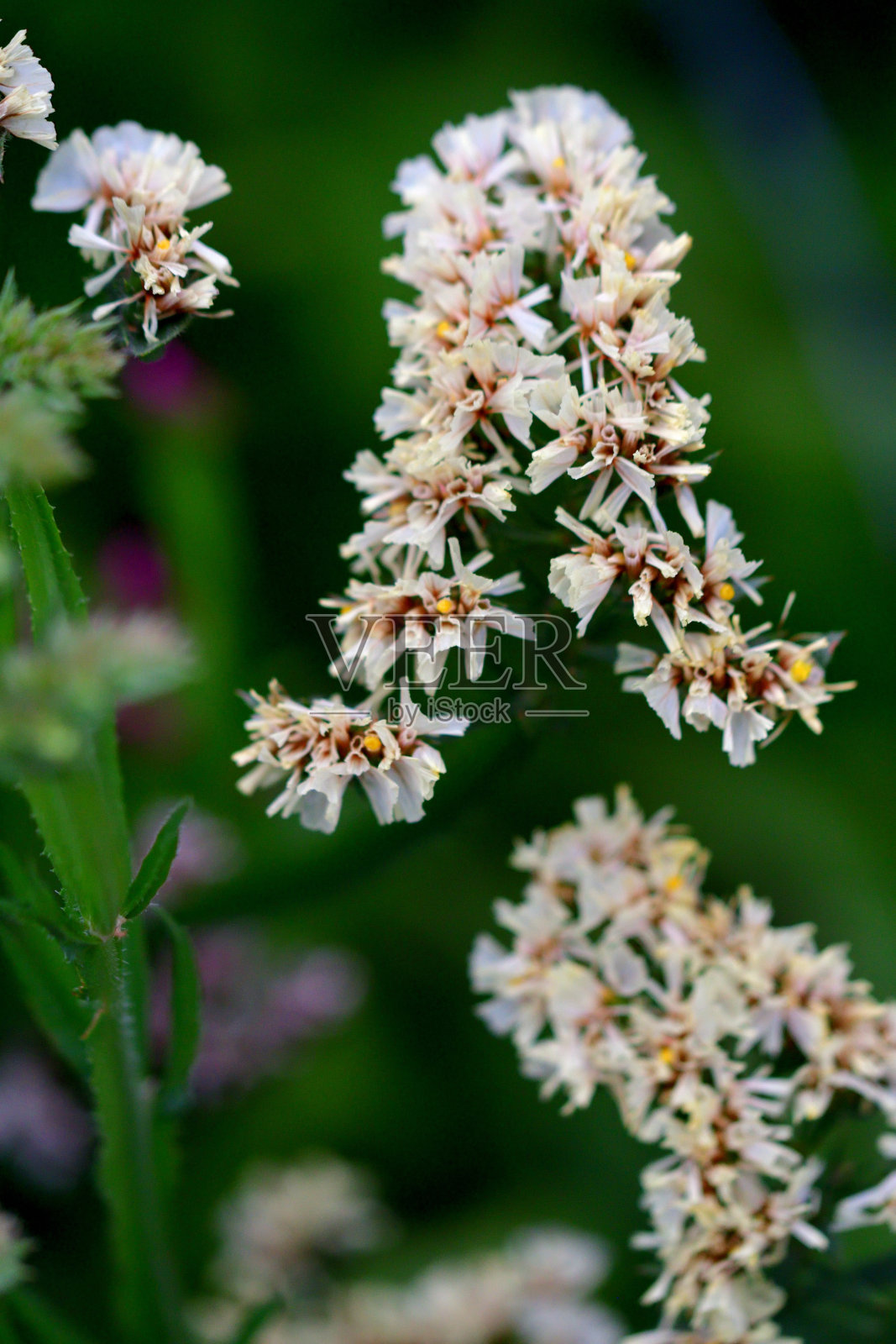 翼萼补血草:漏斗状的纸质花簇照片摄影图片