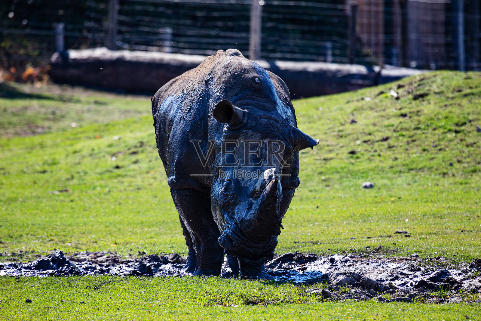 白犀牛。哺乳动物和哺乳动物。陆地世界和动物群。野生动物和动物学。照片摄影图片