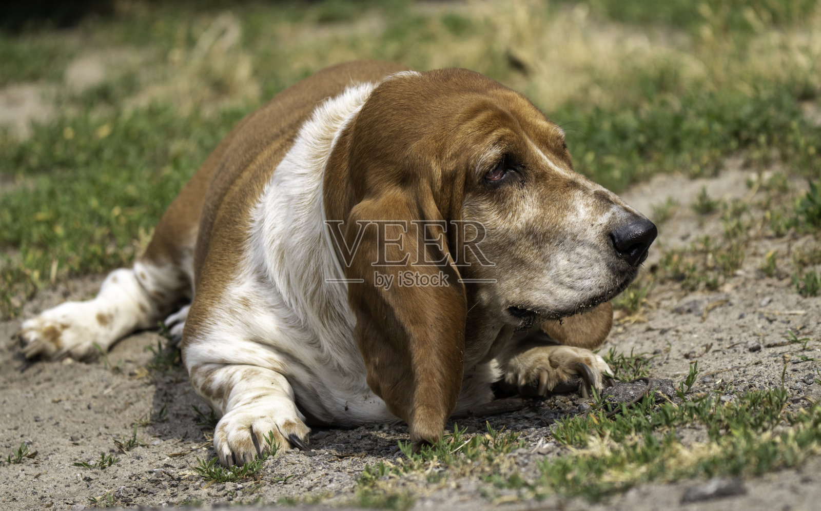 巴吉特猎犬脾气暴躁#1照片摄影图片