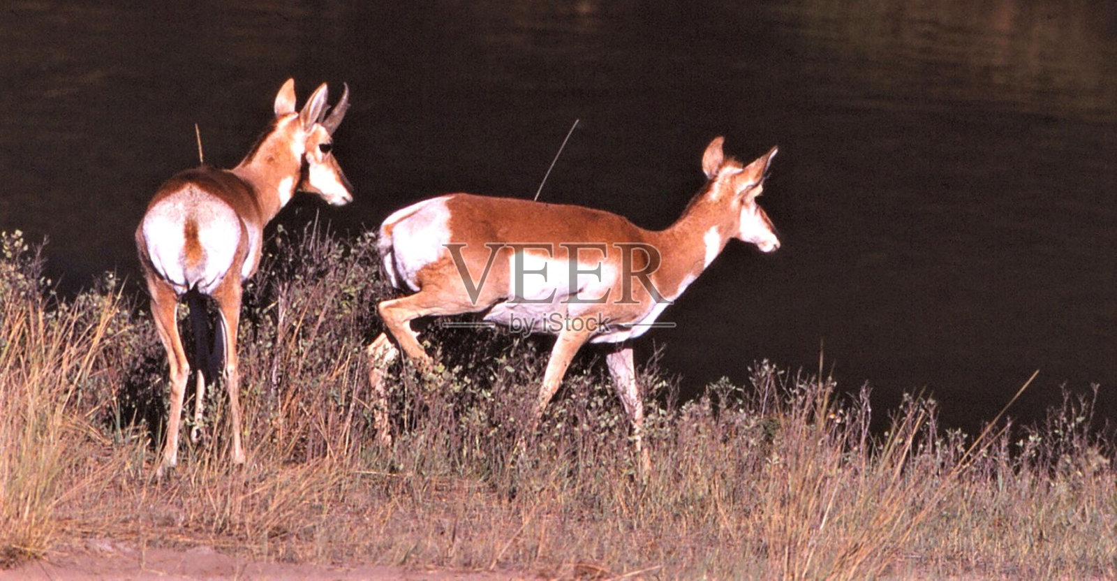 叉角羚-国家野牛区-莫伊泽,蒙大拿州照片摄影图片