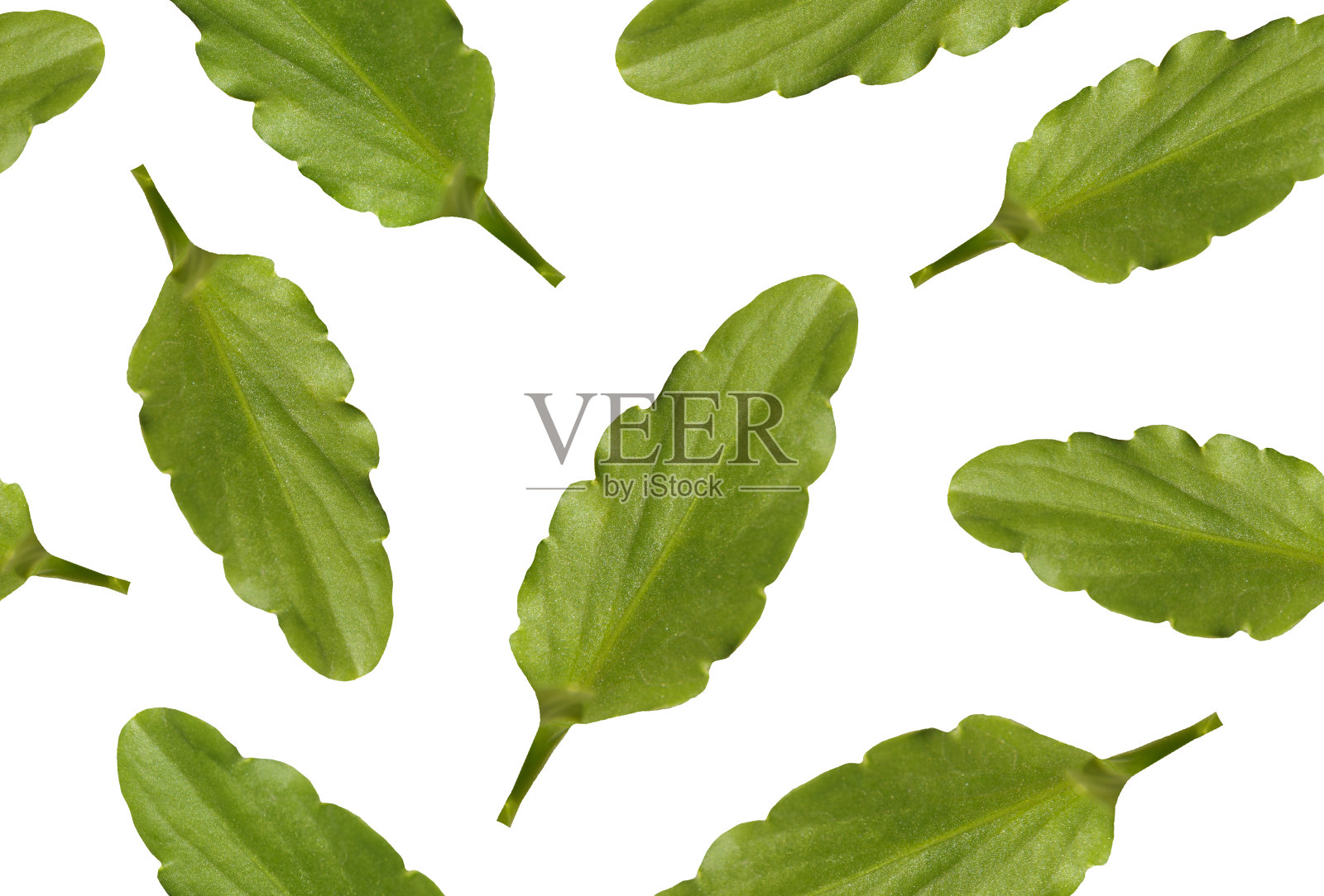 白色背景上的绿叶无缝图案。照片摄影图片