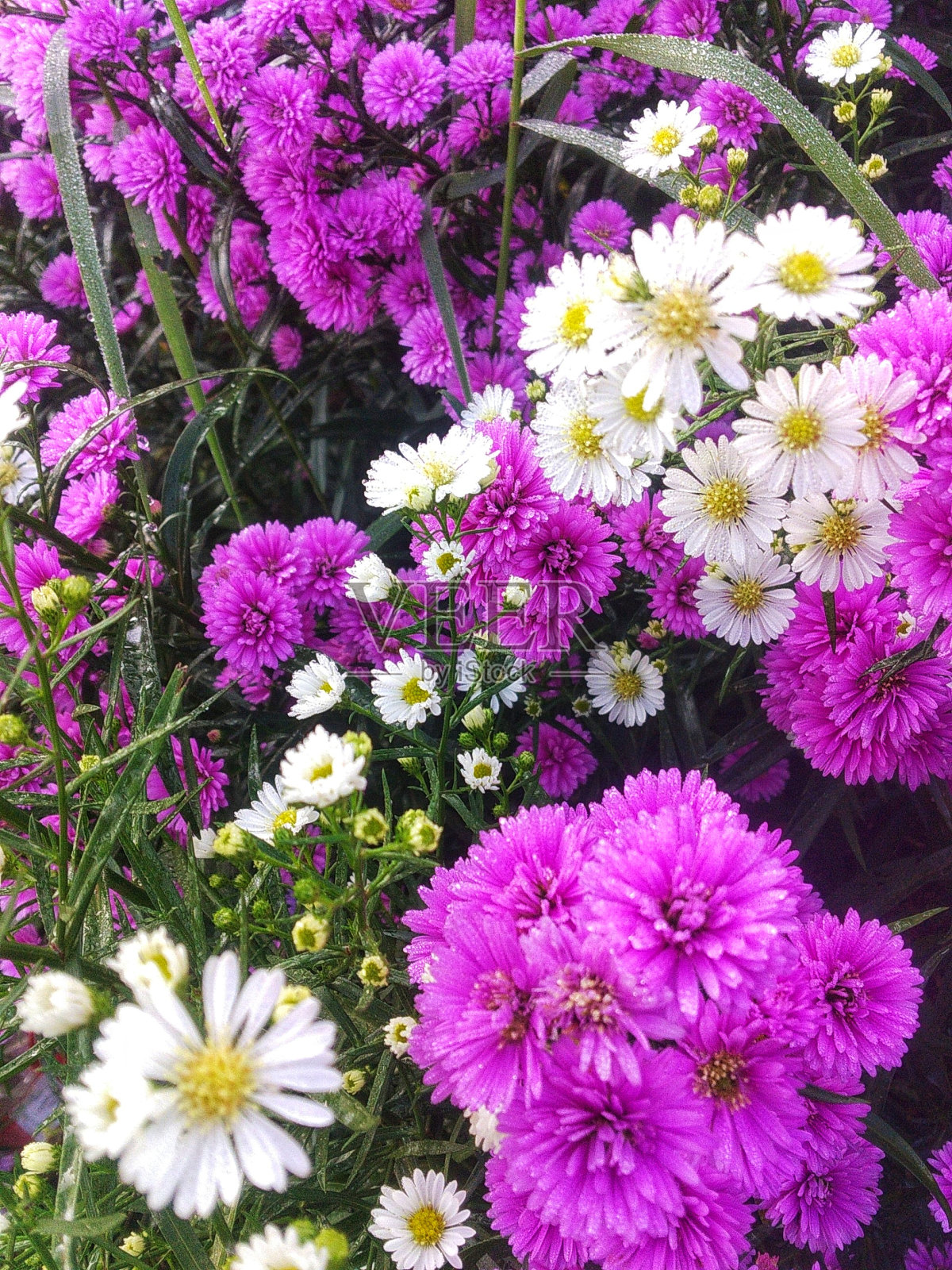 孔雀花照片摄影图片