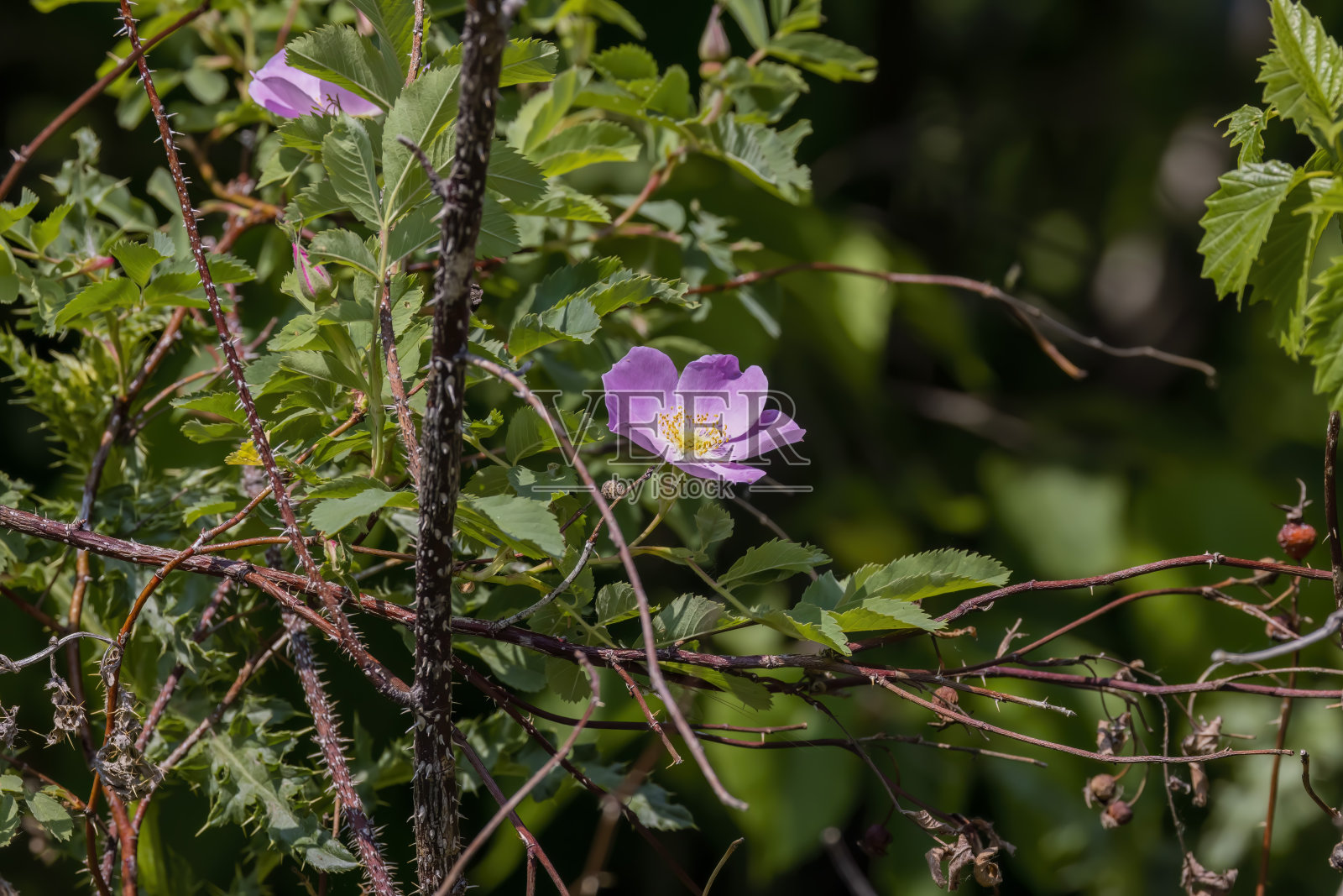 野玫瑰-卡罗莱纳玫瑰(Rosa Carolina或R. blanda)照片摄影图片