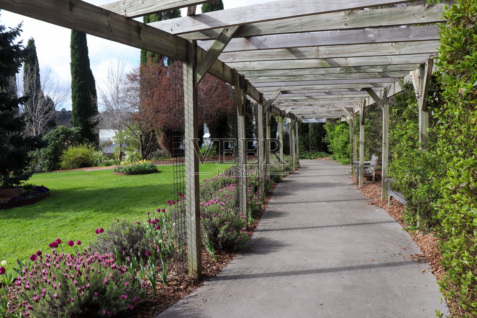 在狮子俱乐部公园充满活力的郁金香花园里的木制凉棚,绿树成荫照片摄影图片