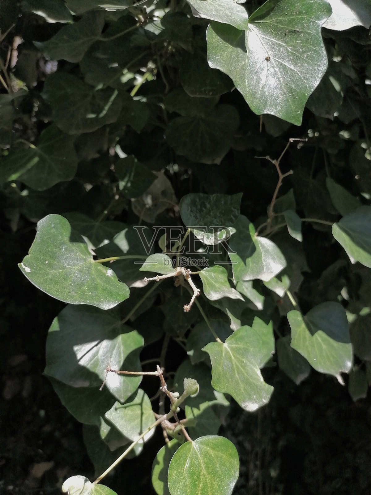 叶子照片摄影图片