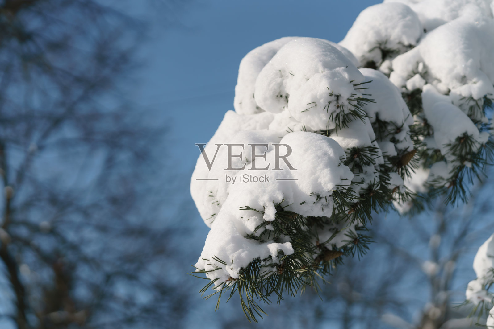 松枝上覆盖着清晨的新雪照片摄影图片