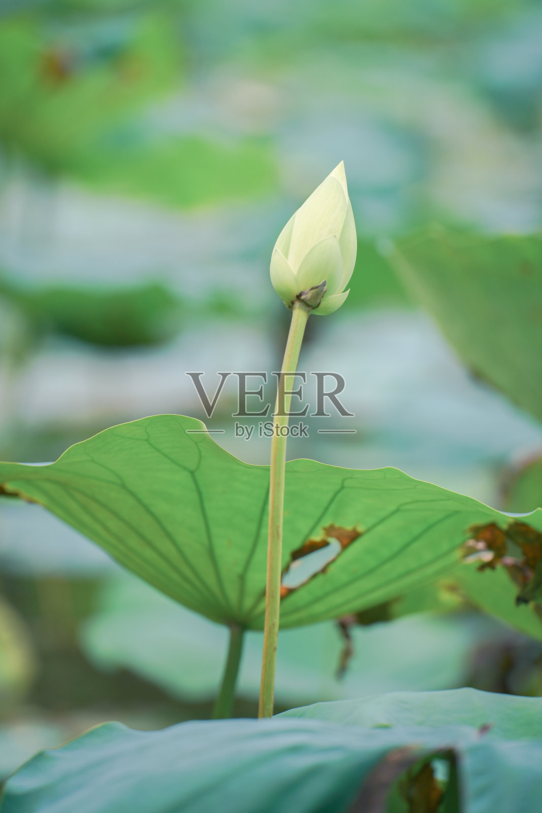夏天,荷花盛开照片摄影图片