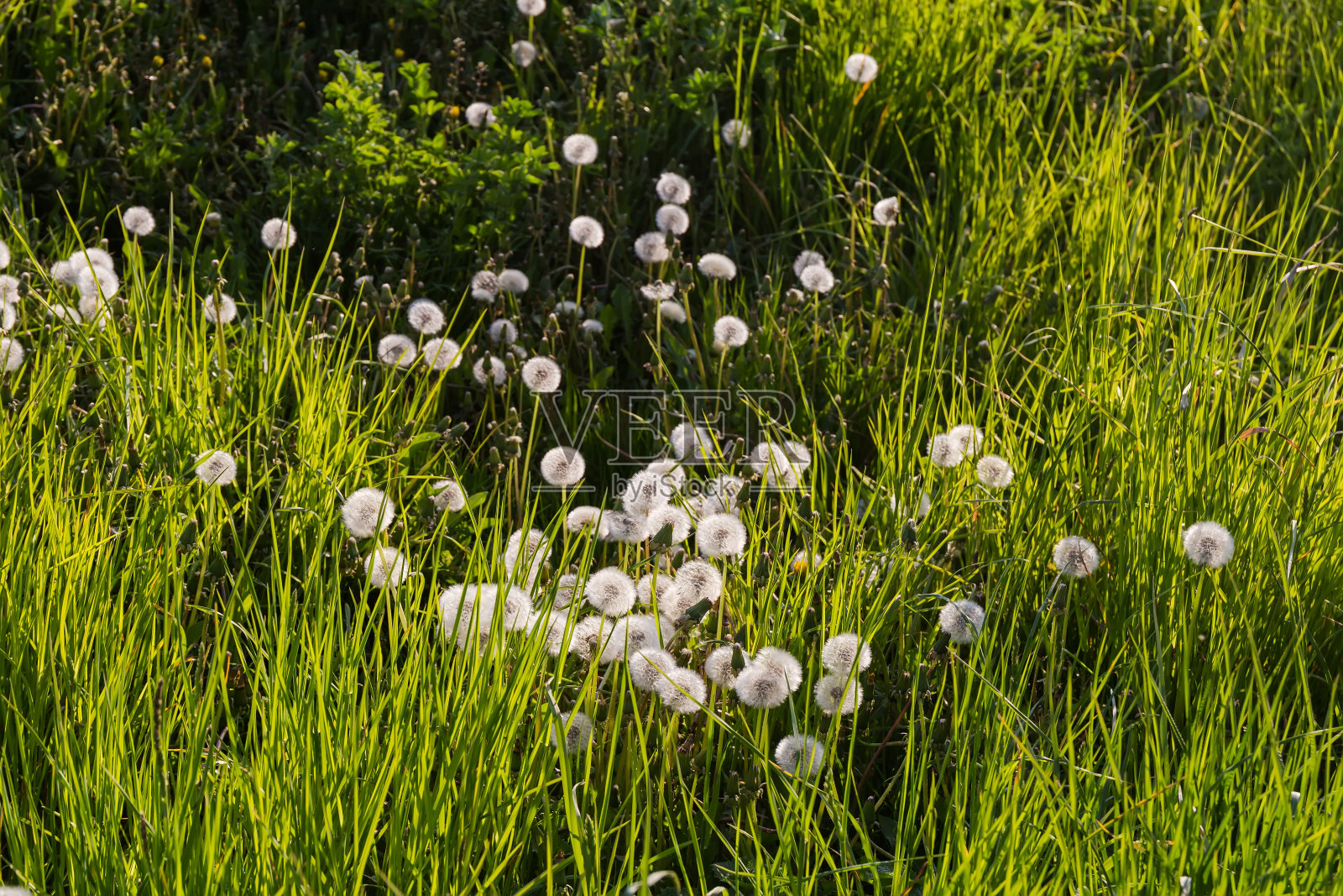 日落时分的草丛中,长着绒毛种子头的蒲公英照片摄影图片