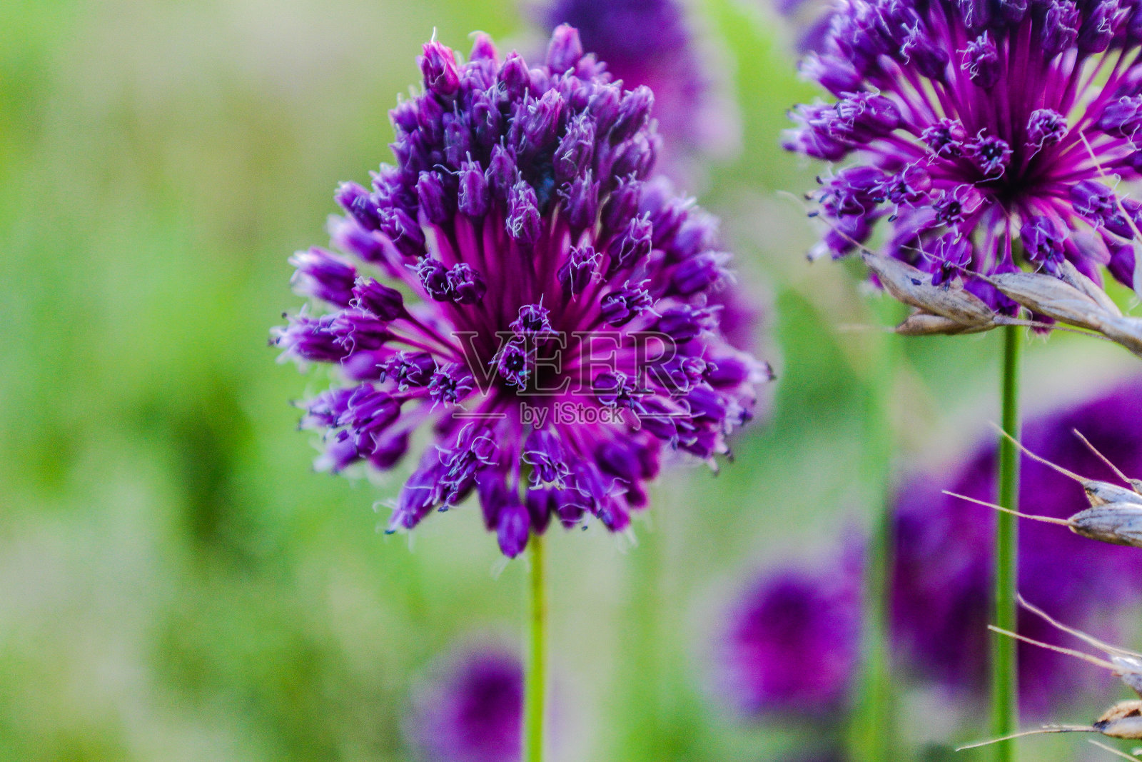 紫色的权力照片摄影图片
