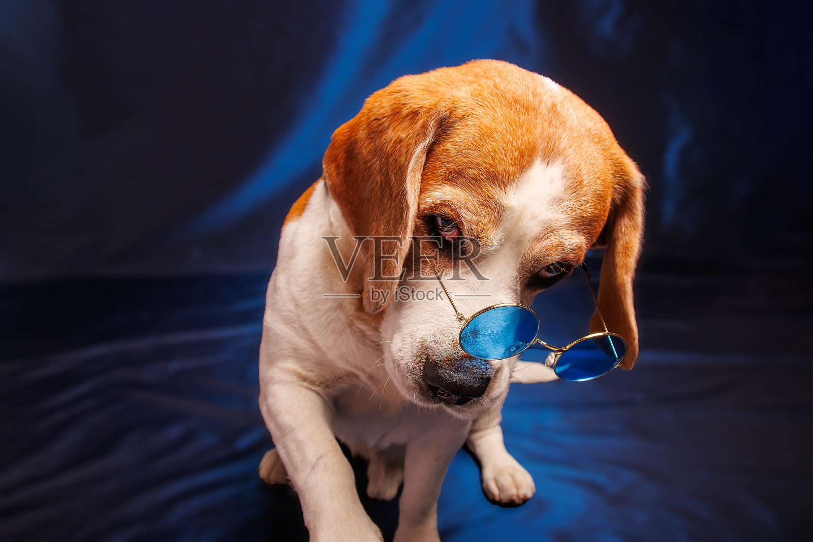 有趣的比格犬纯种狗的摄影会议在工作室照片摄影图片